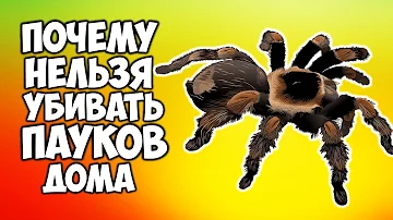 Почему НЕЛЬЗЯ убивать пауков дома