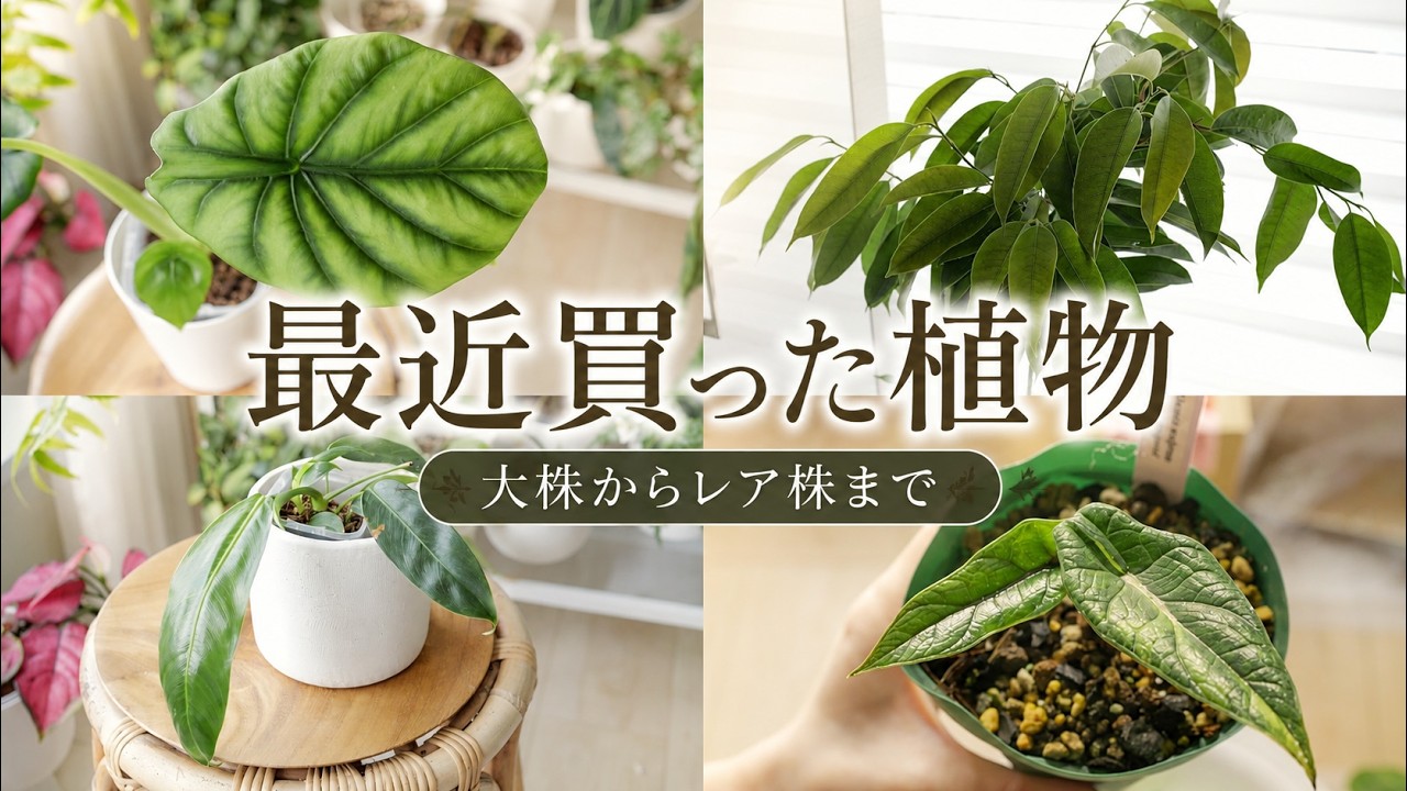 最近買った植物をまとめて紹介します｜大株からレア株まで - YouTube