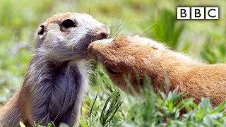 Prairie dogs kiss | Spy in the Wild  BBC