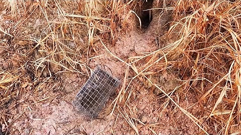 Ngày đầu xuống Bẫy Chuột Đồng hy vọng sẽ có một vụ may mắn #đồngcárô #baychuot