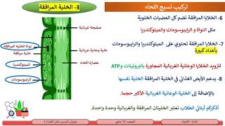 الصف الثاني عشر   المسار العلمي   الأحياء   نقل الغذاء 1 نسيج اللحاء، مصادر السكر و مصباته