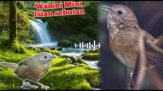 Wambi mini full isian terapi air‼️💯