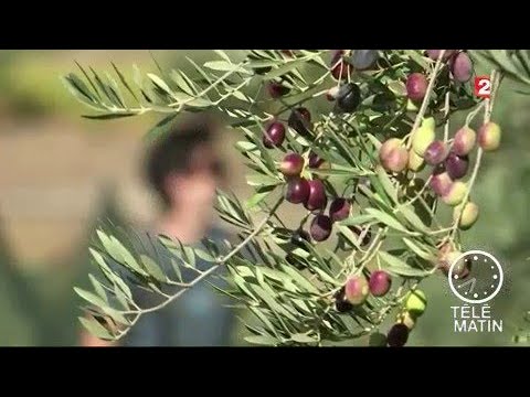 Vidéo: Zone 9 Oliviers: Prendre soin des olives dans les jardins de la zone 9