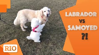 Samoyed Dog VS Labrador Dog | Samoyed Training