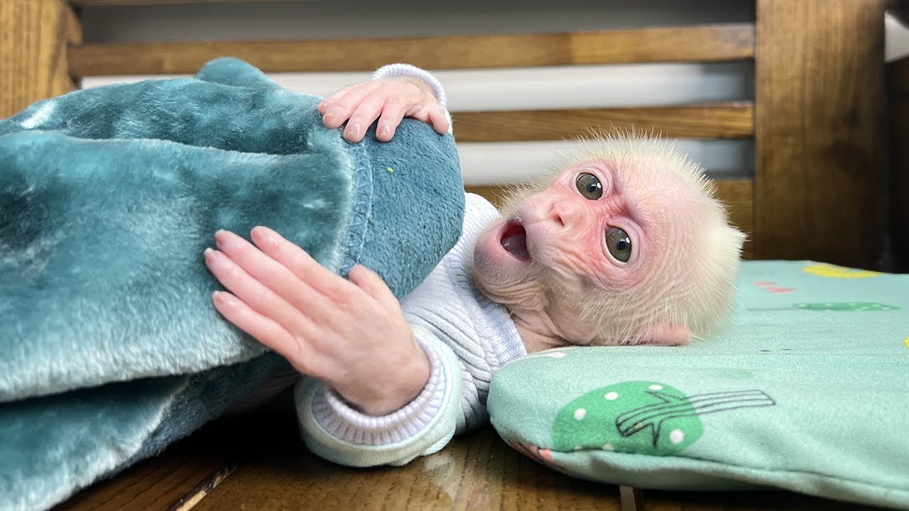 Monkey Xuzi’s Reaction to the Surprise Gift Soft New Blanket Is Adorable!