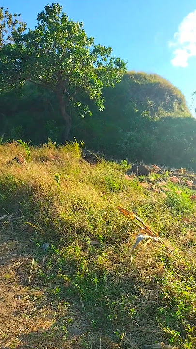 Menikmati Indahnya Pemandangan Alam Bukit Di Pagi Hari #shorts #viral #trending #alam