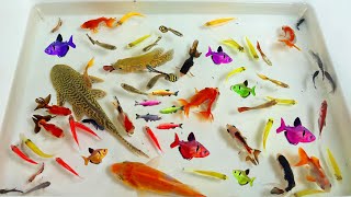 Catch Axolotl & Spadefish In The Lake, Find Catfish, Tetra, Koi Fish, Ornamental Fish, Shrimp, Angel