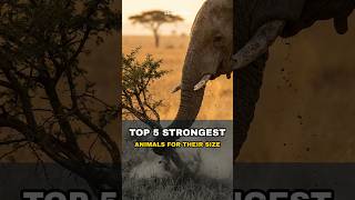 Top 5 Strongest Animals for Their Size 💪🐜 #shorts #wildlife #animalfacts