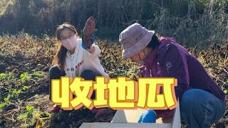 20261014-母女仨人菜园收地瓜，过程跟挖宝藏一样，还挺有趣