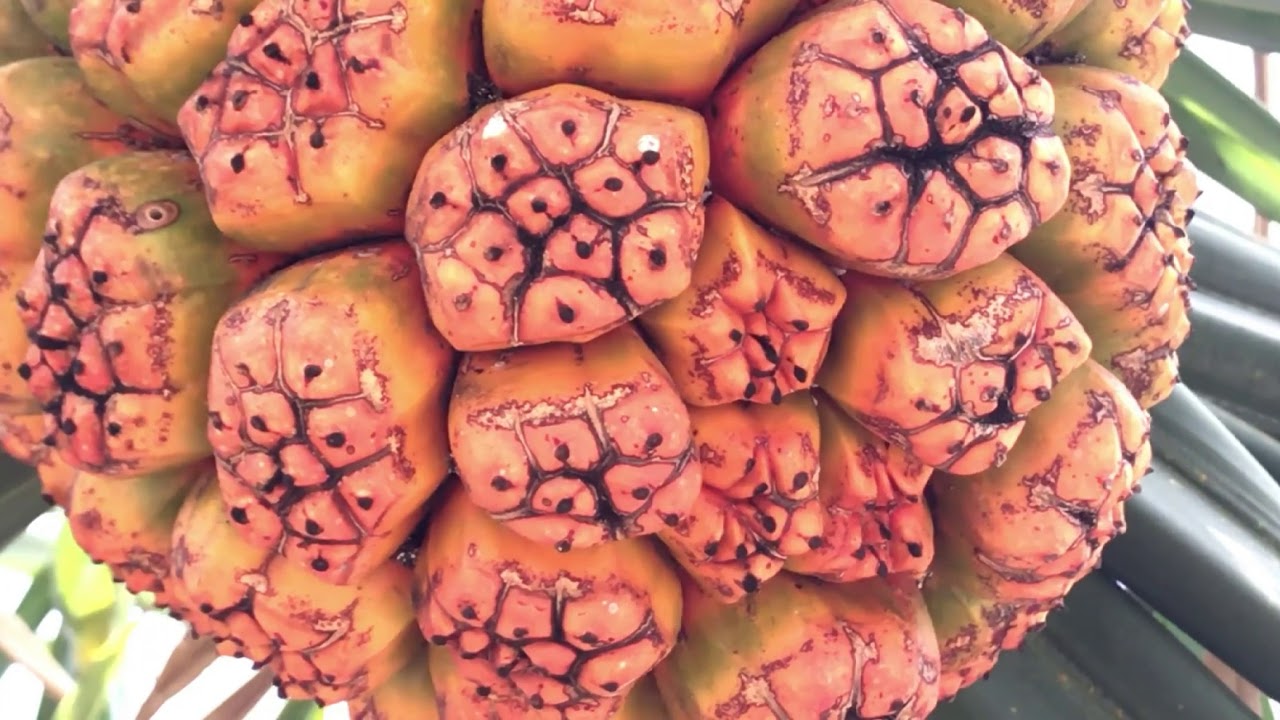 Pandanus Fruit, Screw Pine, Pandanus tectorius, ananas, how to cut