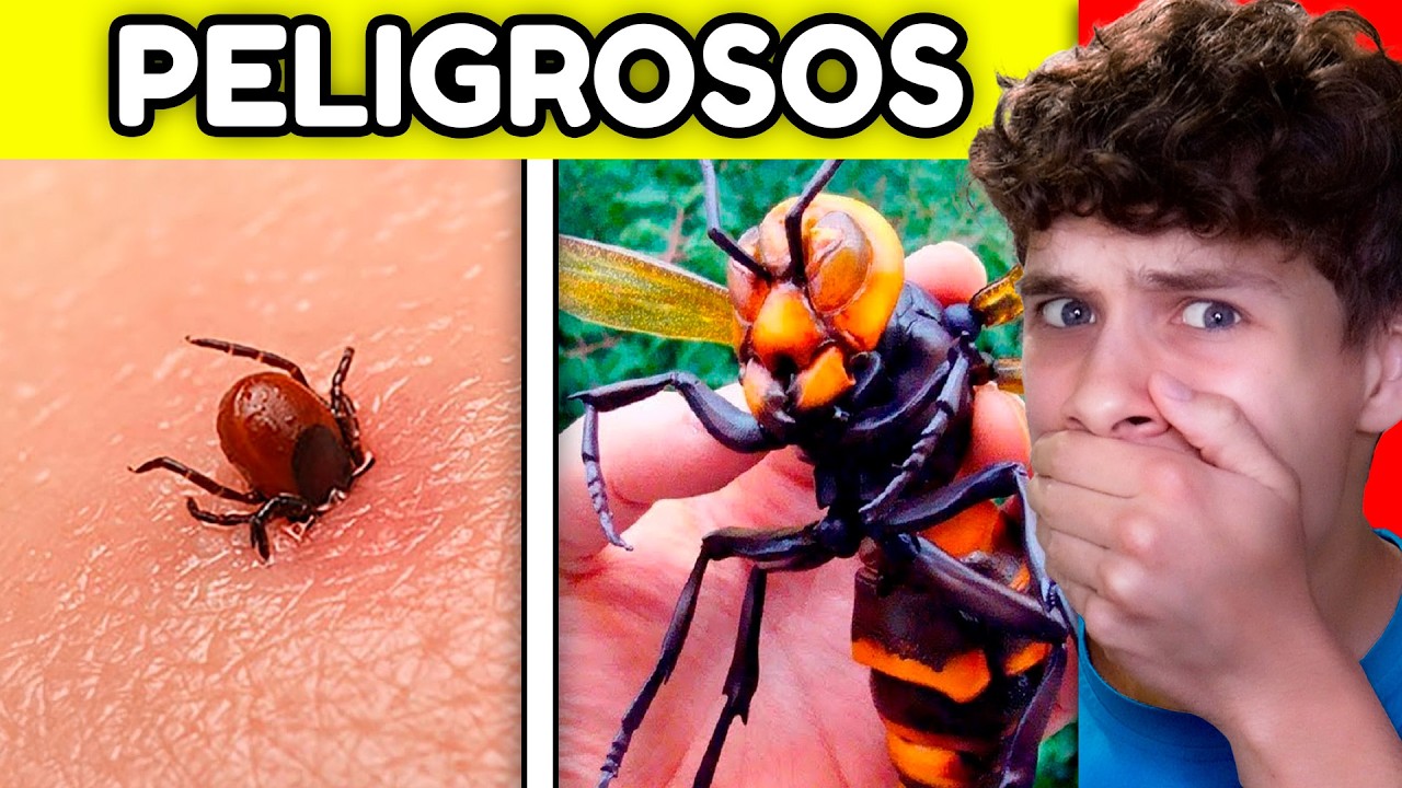 10 INSECTOS MÁS PELIGROSOS DEL MUNDO