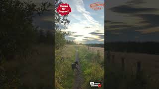 feels like autumn is coming #puppy#funnyanimal #dog #nature #walking