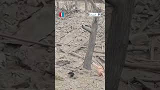 این سپاهیا یه کاری کردن حیوونا هم از دست اینا آرامش ندارن