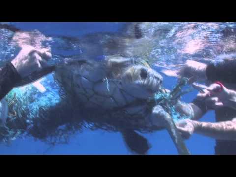 Turtle Rescue