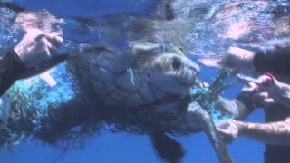 Turtle Rescue