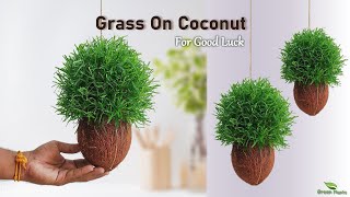 Growing Plants on Coconut in Your Home for Good Luck and Positive Vibes//GREEN PLANTS by Green plants 5,562 views 2 months ago 6 minutes, 15 seconds