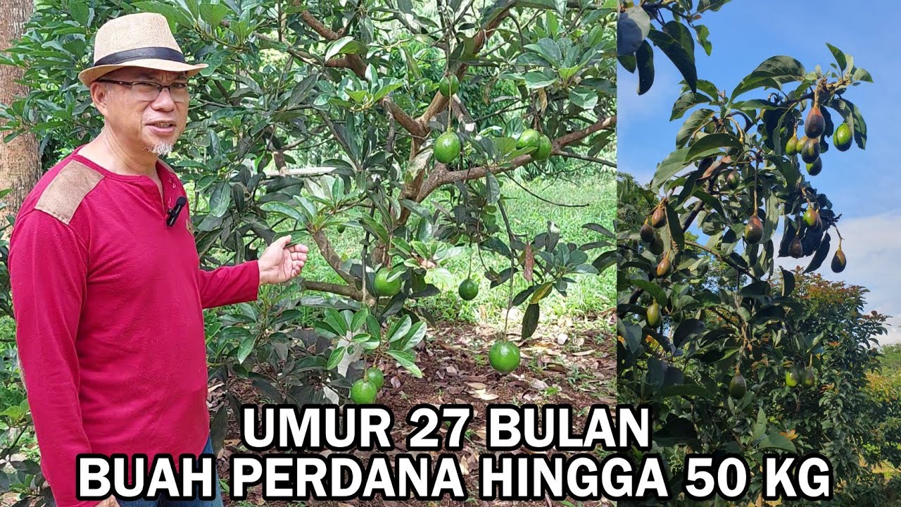 ALPUKAT ALIGATOR DAN ALPUKAT MIKI BERBUAH SUBUR DI UMUR 2 TAHUNAN (27 BULAN) || HJL FARM