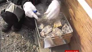 佐渡・牡蠣のガンガン焼き実演