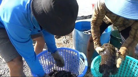 ao nuôi cá mú công nghiệp, Siêu lợi nhuận, đắt giá nhất hiện nay.