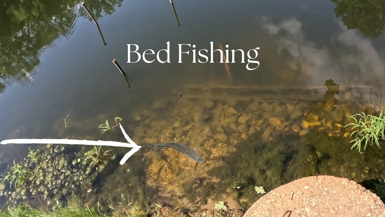 Bed Fishing For BIG Bass!