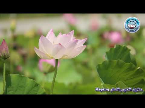 إبداع لا ينتهي فضيلة الشيخ إبراهيم صالحين حفظه الله