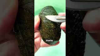 La mascota que no quiso olvidar 🐢