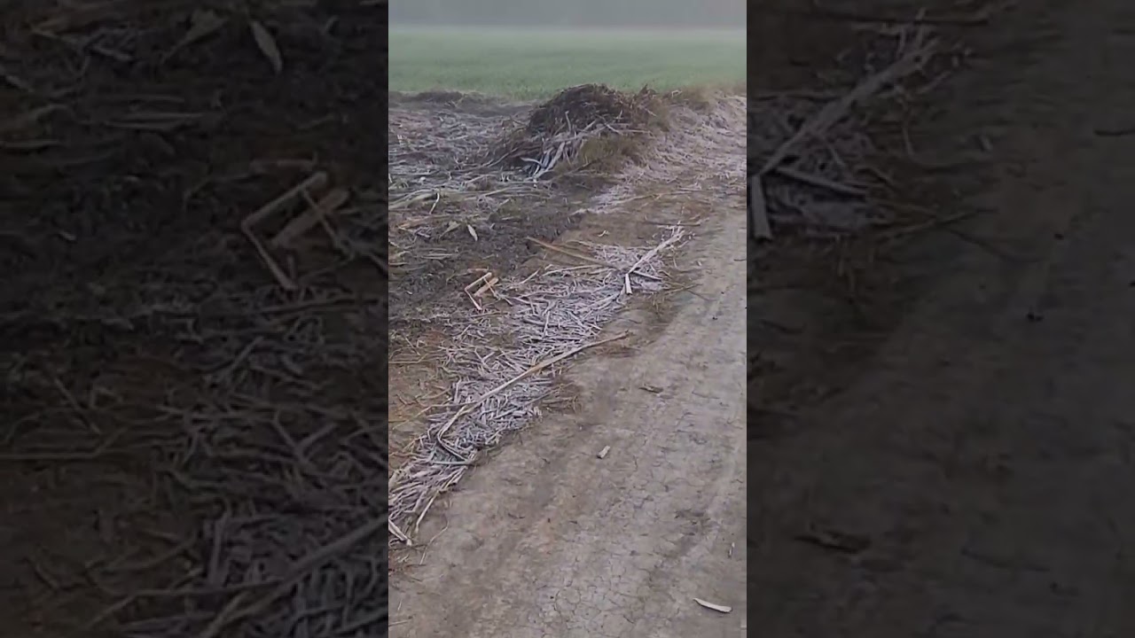 Burf jum gai. #trendingshorts #viralshorts #viralvideo #villagelife #sardi #trending #viralyoutube