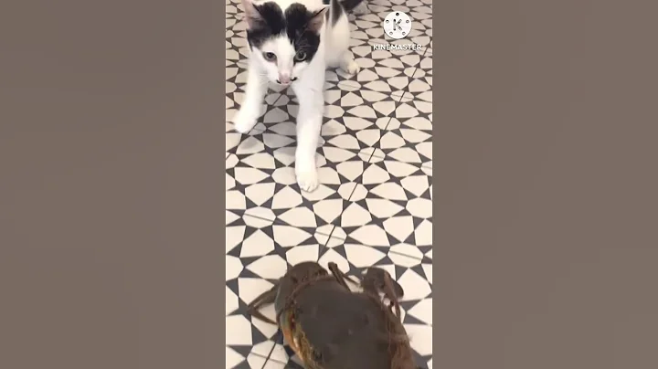 Video 4061371: cat breed animals pets, cats funny pets animals, cat amazing pet, cat funny playful pets, funny cat reaction