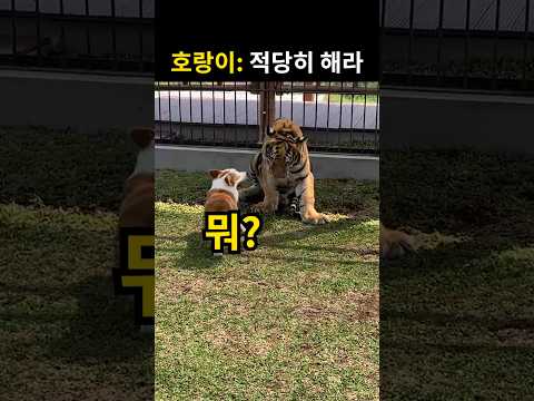 강아지가 들이대자 생각보다 순진한 호랑이 반응 thumbnail
