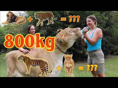 Video: Ligers là con lai giữa sư tử và hổ