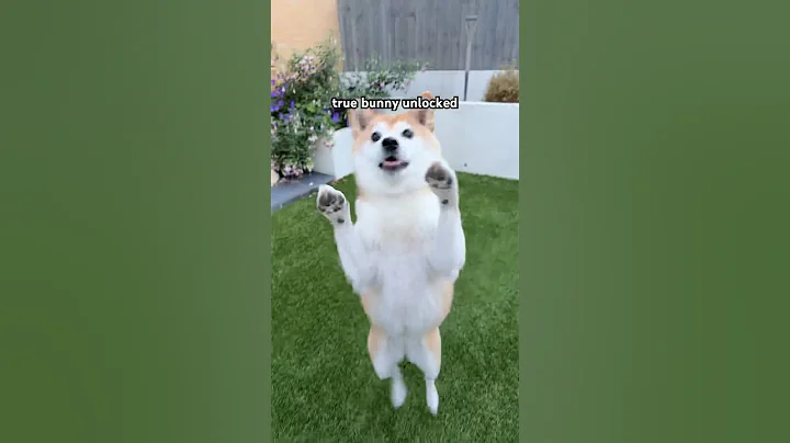 Shiba Inu dog? No. Bunny Inu. 🐰