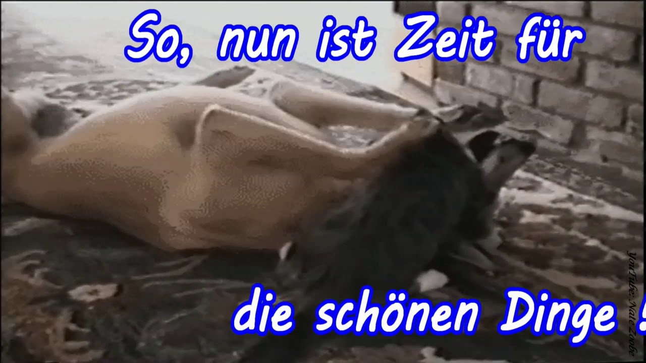 Weiber süße Süße Sprüche