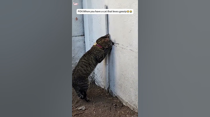 Cats like to watch the action🐱#cat #catfunny #funnyvideo #kitty #pets #cute #foryou