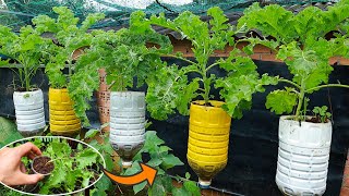 Growing Kale From Seeds - Rooftop Vegetable Garden
