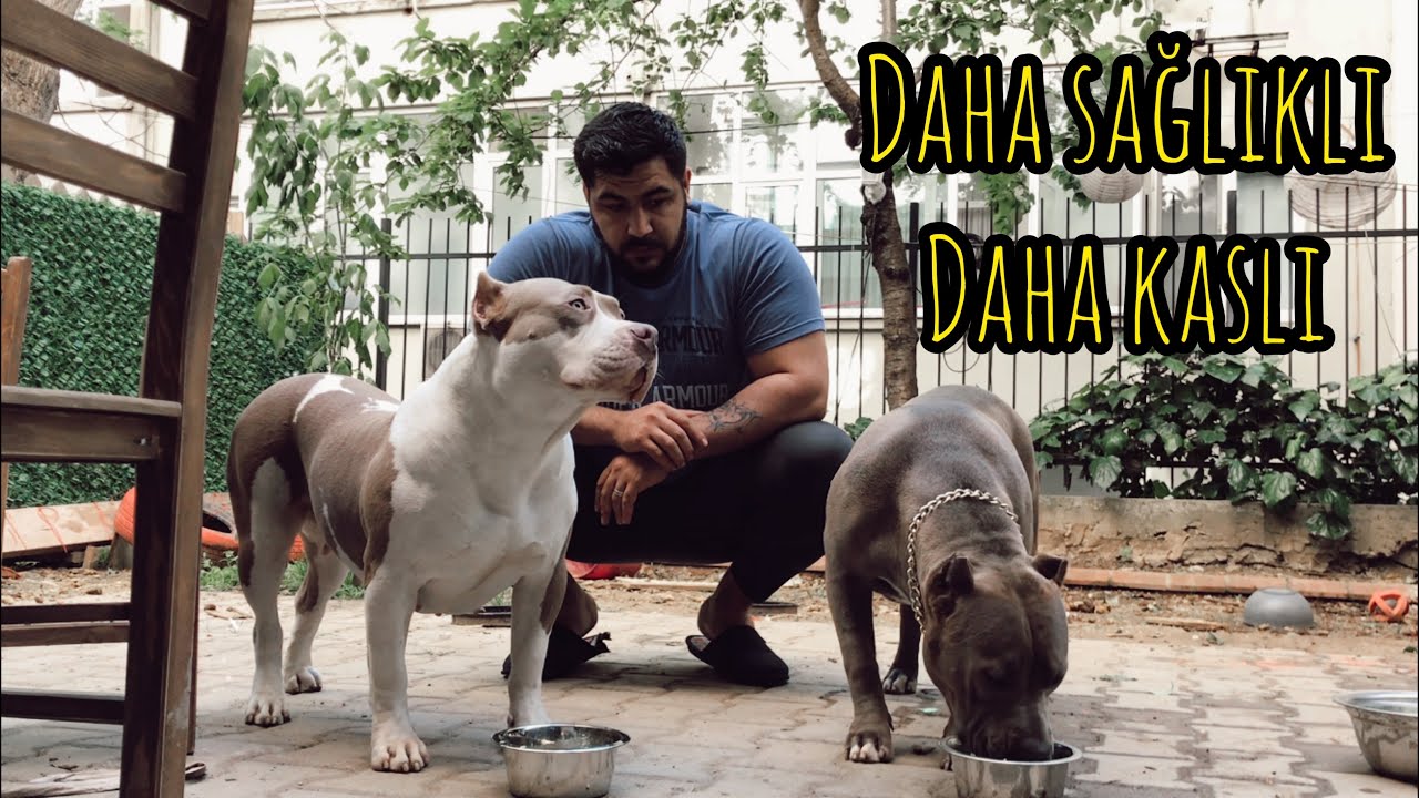 KASLI Sağlıklı Köpekler için Vitamin Mineral Supplement !!! Amerikan Bully Pitbull Amstaf