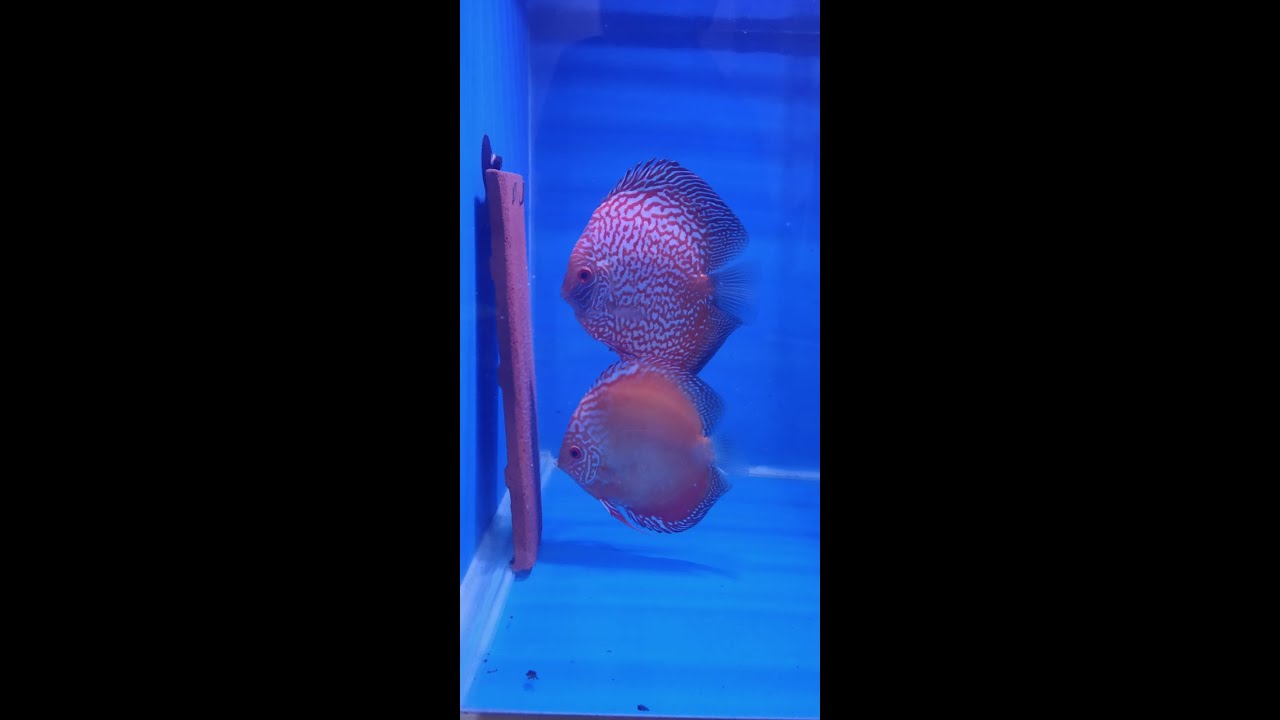 Discus fish laying eggs YouTube