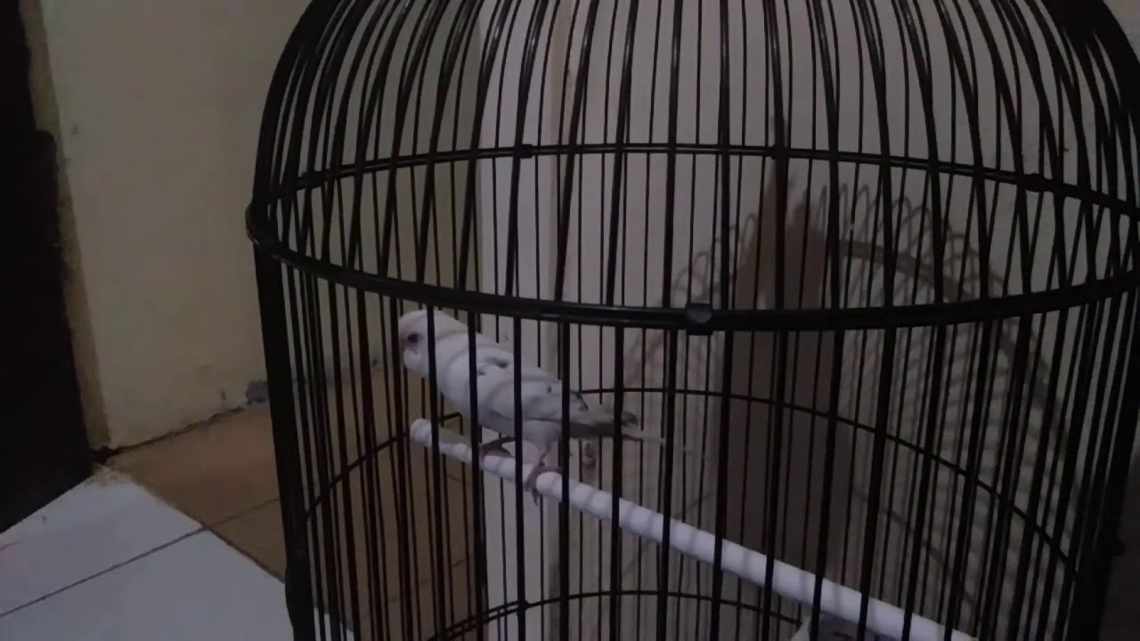 Suara burung parkit 