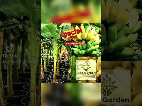 سوم الموز غالي مالة أزرع النوع هذا من أشجار الموز السنا و كول منو العام الجاي