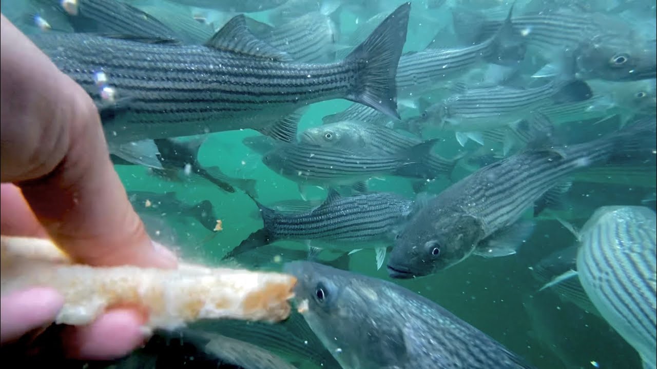 Lake Mead Marina Striped Bass Feeding FRENZY YouTube