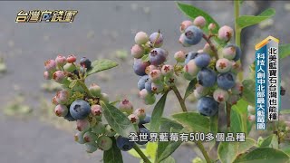 北美藍寶石台灣也能種　科技人創中北部最大藍莓園 20230708【台灣向錢衝】PART3