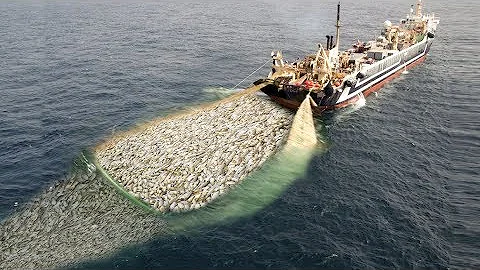 WoW !! Fishing Boat Catch a Lot of Fish - Big Catch ! - DayDayNews