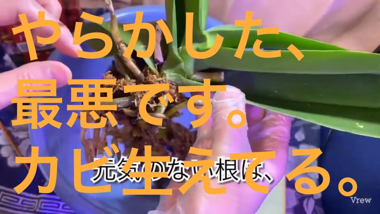 最悪です 胡蝶蘭の根にカビが生え 根腐れしてました Youtube 最悪です 胡蝶蘭の根にカビが生え 根腐れしてました Youtube