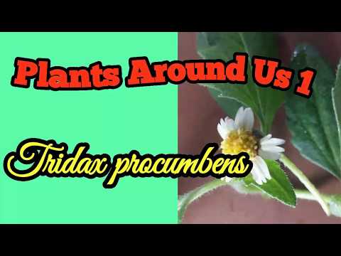 Plants Around Us 1 - Tridax procumbens ( Coatbuttons, Tridax Daisy, කුරුණෑගල ඩේසි)