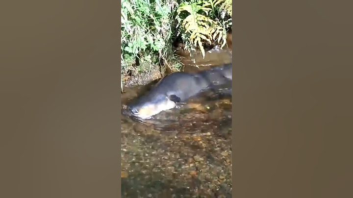 IKAN SIDAT TERBESAR DI DUNIA
