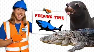Feeding Time! Handyman Hal feeds sharks, alligators and sea lion | Learn about animals for kids