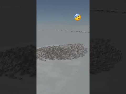 Олени крутят хороводы зачем?
