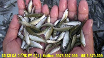 CÁ GIỐNG GIÁ RẺ TẠI SÓC TRĂNG- SỈ LẺ CÁ GIỐNG TOÀN QUỐC 0976007009 Cá dứa giống Cá Hồng Mỹ sóc trăng