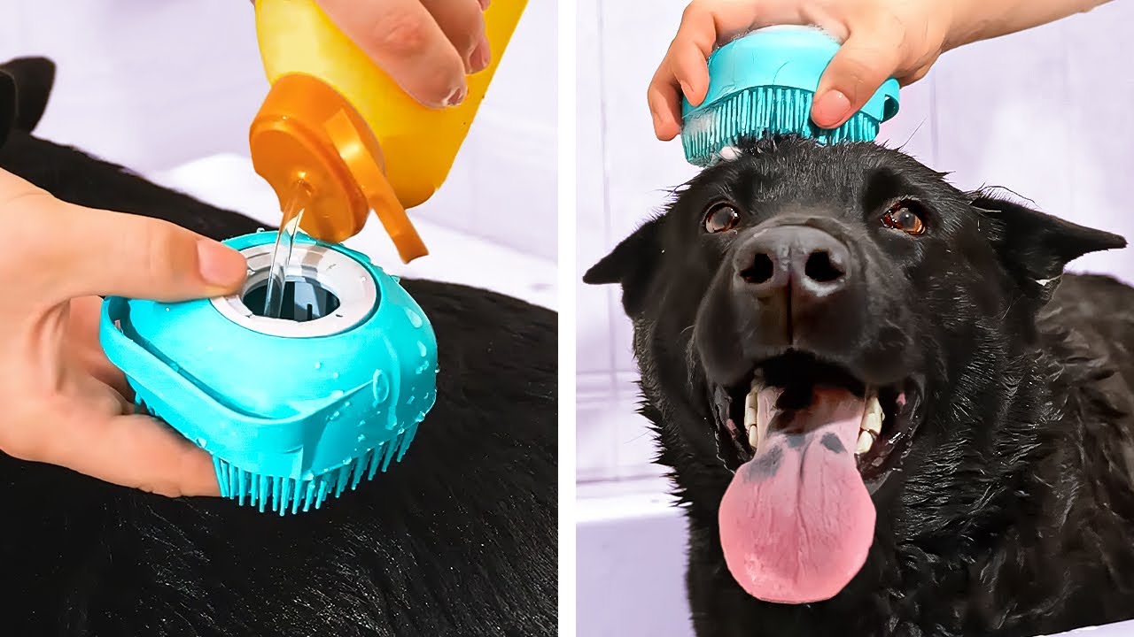 Cute And Smart Pet Gadgets, Hacks And DIY Crafts That Might Be Useful