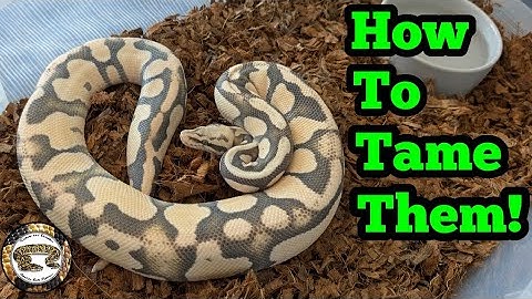 Defensive Ball Python