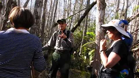 MVI 7286 Everglades National Park Slough Slog w Le...